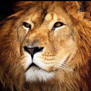Telegram profile photo for LIONS