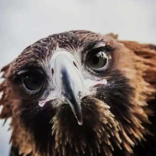 Telegram profile photo for Ветеринар орнитолог | NSK