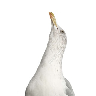 Telegram profile photo for (₩) WE Holland - Nieuws