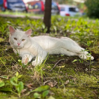 Telegram profile photo for Котик Хвостик