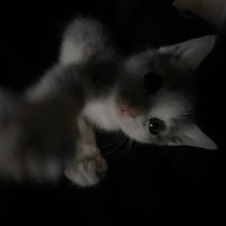 Telegram profile photo for L'amour