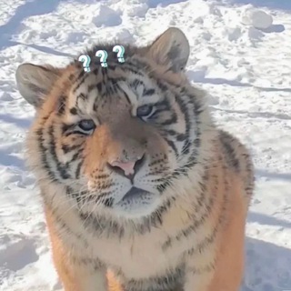 Telegram profile photo for 3ayne丨小老虎聊天群