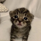 Telegram profile photo for Арты от Ушастого