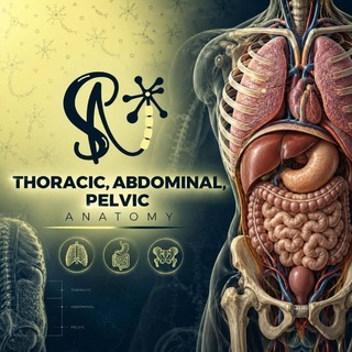 Telegram profile photo for SuperNeuron ( Thoracic,abdominal,pelvic anatomy )