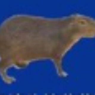 Telegram profile photo for The Wanted Capybara Portal