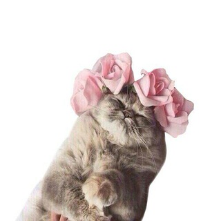 Telegram profile photo for Смешные Котики 🐈