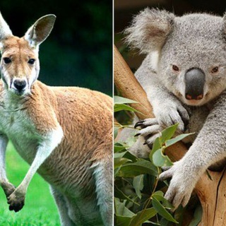 Telegram group profile photo for Australian Fighter United