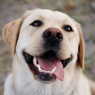 Telegram profile photo for "Милые фото"