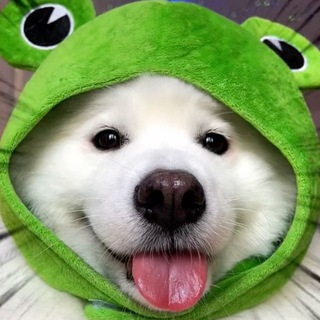 Telegram profile photo for $FROGDOG Portal