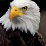Telegram profile photo for Eaglecallx π¦
π₯-ETHπ -BSCπ²ππ