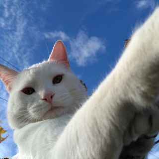 Telegram profile photo for пиздатая мысль