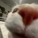 Telegram profile photo for граттиху бета