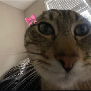 Telegram profile photo for Isfira’s life