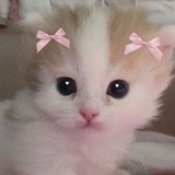 Telegram profile photo for WTB GC/CH BY OLAA