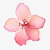 Telegram profile photo for HANAMI🌸