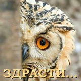 Telegram profile photo for Ми Scolopendra звёздочки 766363