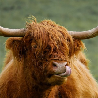 Telegram profile photo for N.I.C.O.