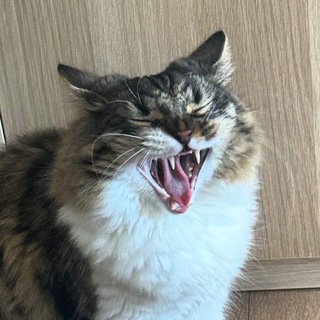 Telegram profile photo for Тоби и Хиночка котята