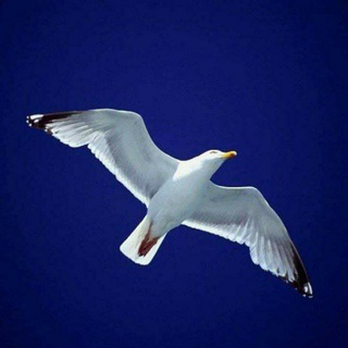 Telegram profile photo for Ricerca della Verità 🕊