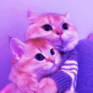 Telegram profile photo for ƊƏƴƏɌ𑀉İᱬ𐍃ƏƝ💌