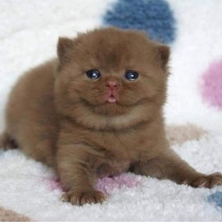 Telegram profile photo for Посиган