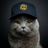 Telegram profile photo for CryptoCato - Crypto news, simple earning