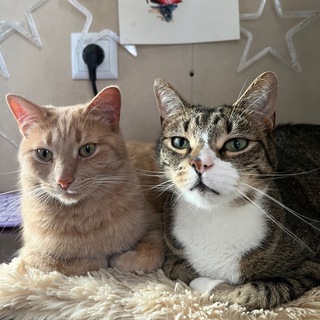 Telegram profile photo for роня рори