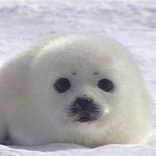 Telegram profile photo for адопты рио
