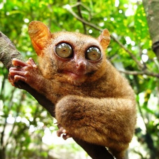 Telegram profile photo for сушка