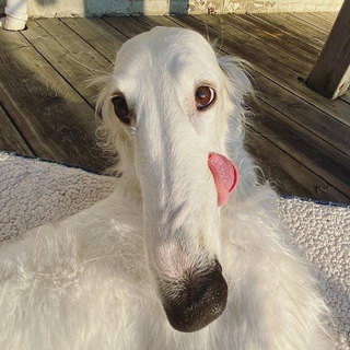 Telegram profile photo for Может, Пепси?