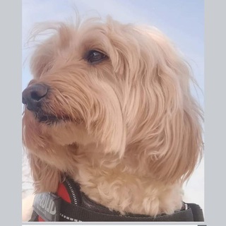 Telegram profile photo for Marja Mangjone