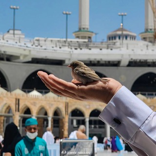 Telegram profile photo for صور من حياة الأنبياء والصحابة والتابعين ⛈☘️