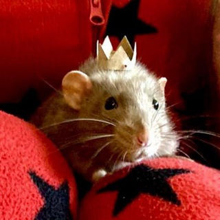 Telegram profile photo for Rats ππ