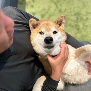 Telegram profile photo for ITO CTO Portal