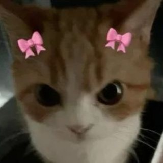 Telegram profile photo for квадро-чат «Flying cats»