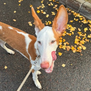 Telegram profile photo for bambi