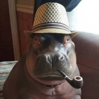Telegram profile photo for https://t.me/ilyashpatel