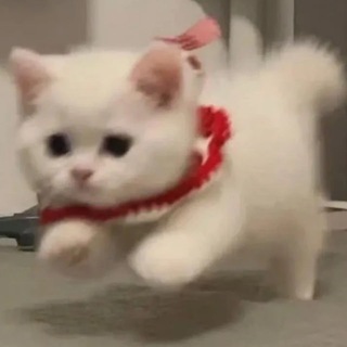 Telegram profile photo for ㄉ發瘋日常ING