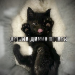 Telegram profile photo for домик ᴅɪᴋɪʜ ᴋᴏsʜᴇᴋ