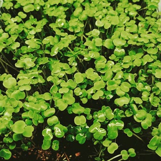 Telegram group profile photo for Микрозелень и Зелень🙂 семена🌿свет⚡питание🍼субстраты🌏защита🎯обсуждаем постоянно.