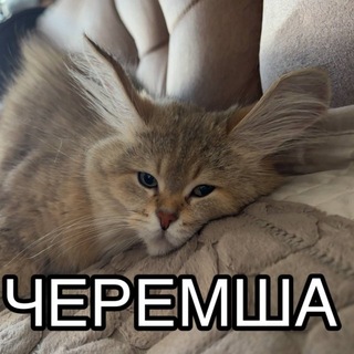 Telegram profile photo for черемша