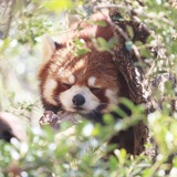 Telegram profile photo for RedPanda shop
