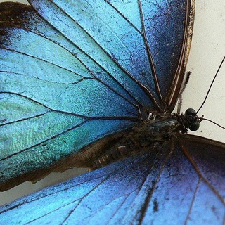 Telegram profile photo for Blue Morpho Tide