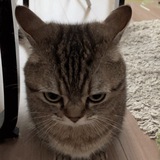 Telegram profile photo for Yukeechee|Аскедаймонд