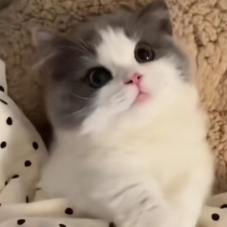 Telegram profile photo for 【888】频道通知群