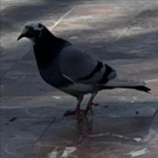 Telegram profile photo for Danikcopper