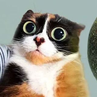 Telegram profile photo for крутой кот