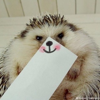 Telegram profile photo for мягкое пузико 🦔