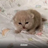 Telegram profile photo for Либерманская барахолка