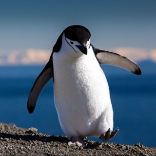 Telegram profile photo for 33 пингвина 🐧
